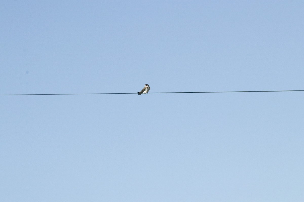 Banded Martin - ML299006161