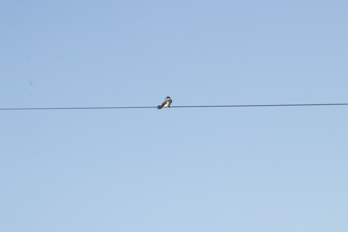 Banded Martin - ML299006161