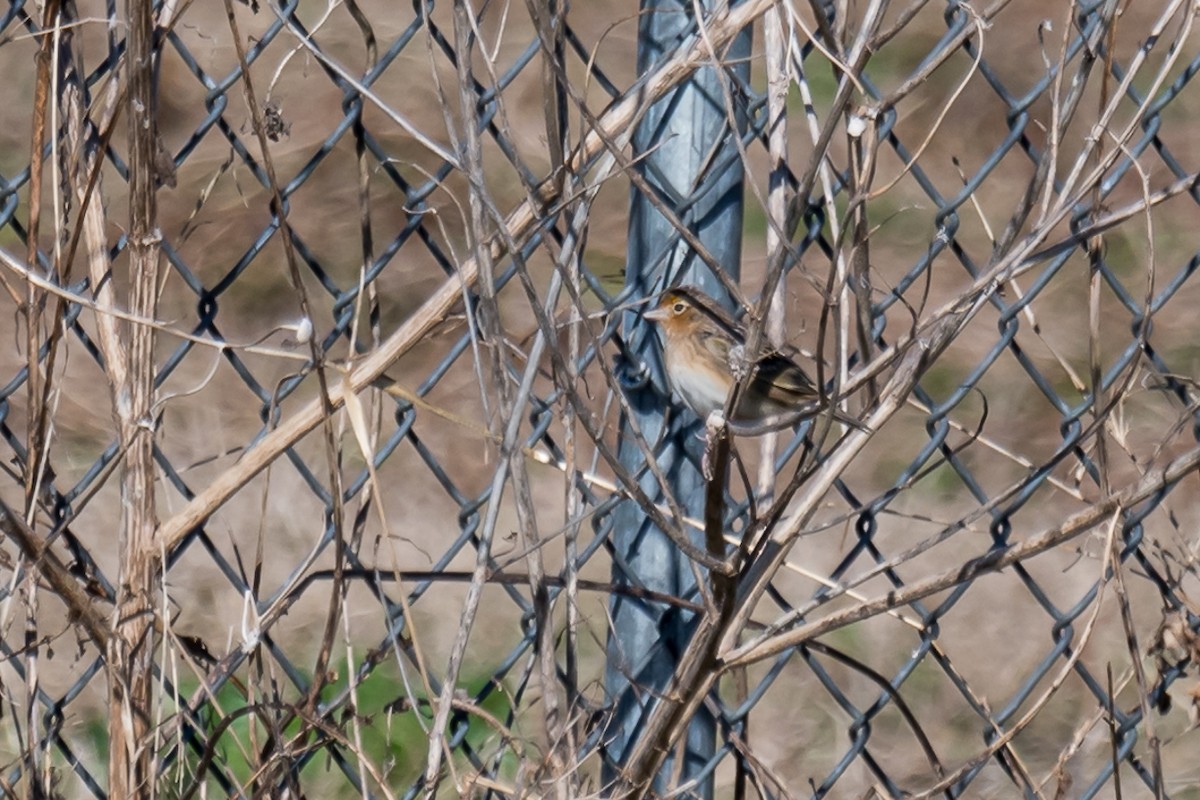 Grasshopper Sparrow - ML299008081