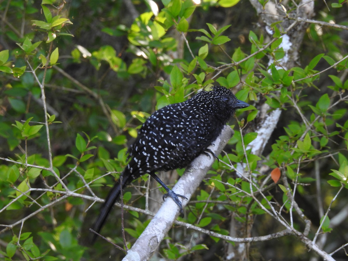 Large-tailed Antshrike - ML299009191