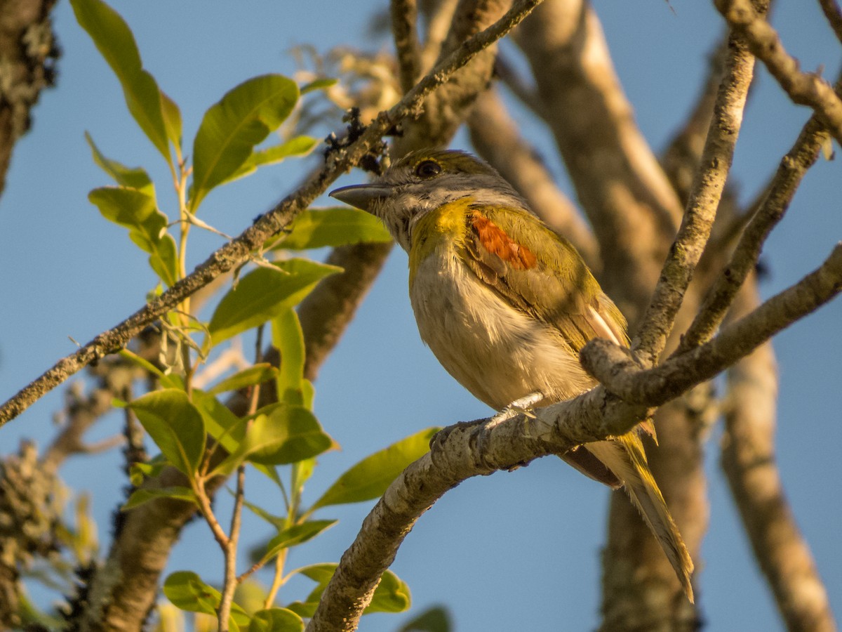 Green-backed Becard - ML299009291