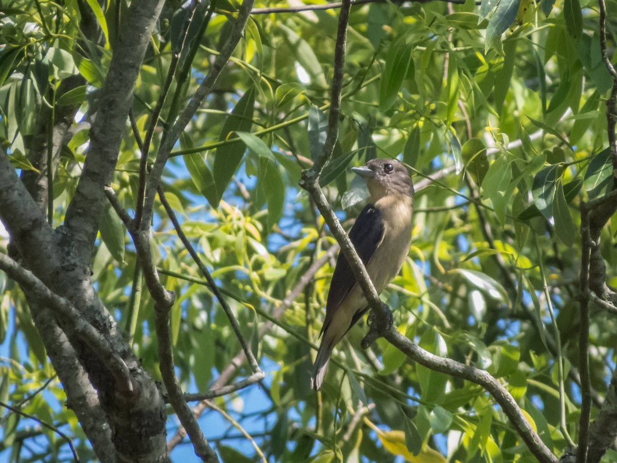 Crested Becard - ML299009311