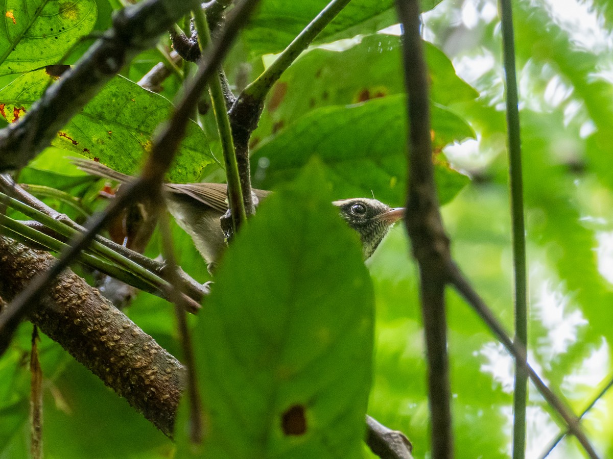 Pirre Warbler - ML299009351