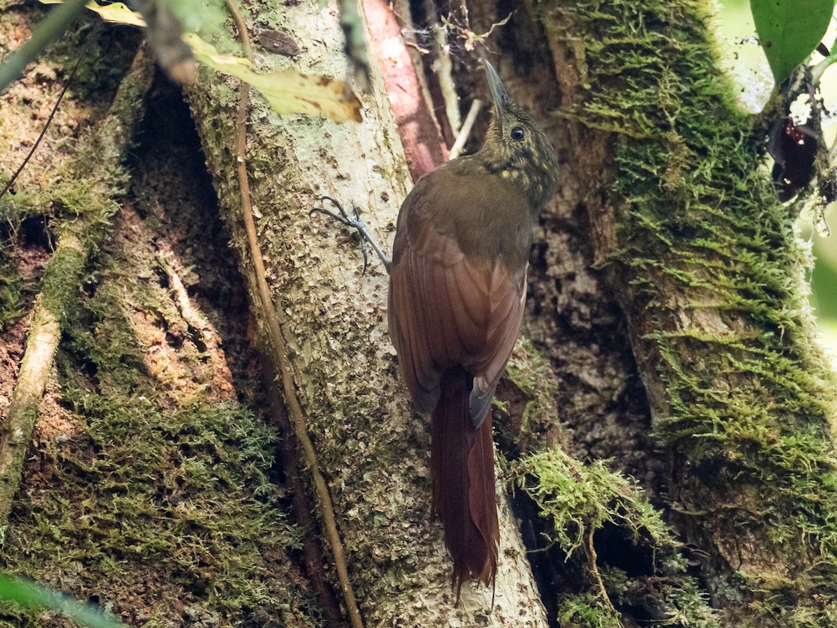 Long-tailed Woodcreeper - ML299009361