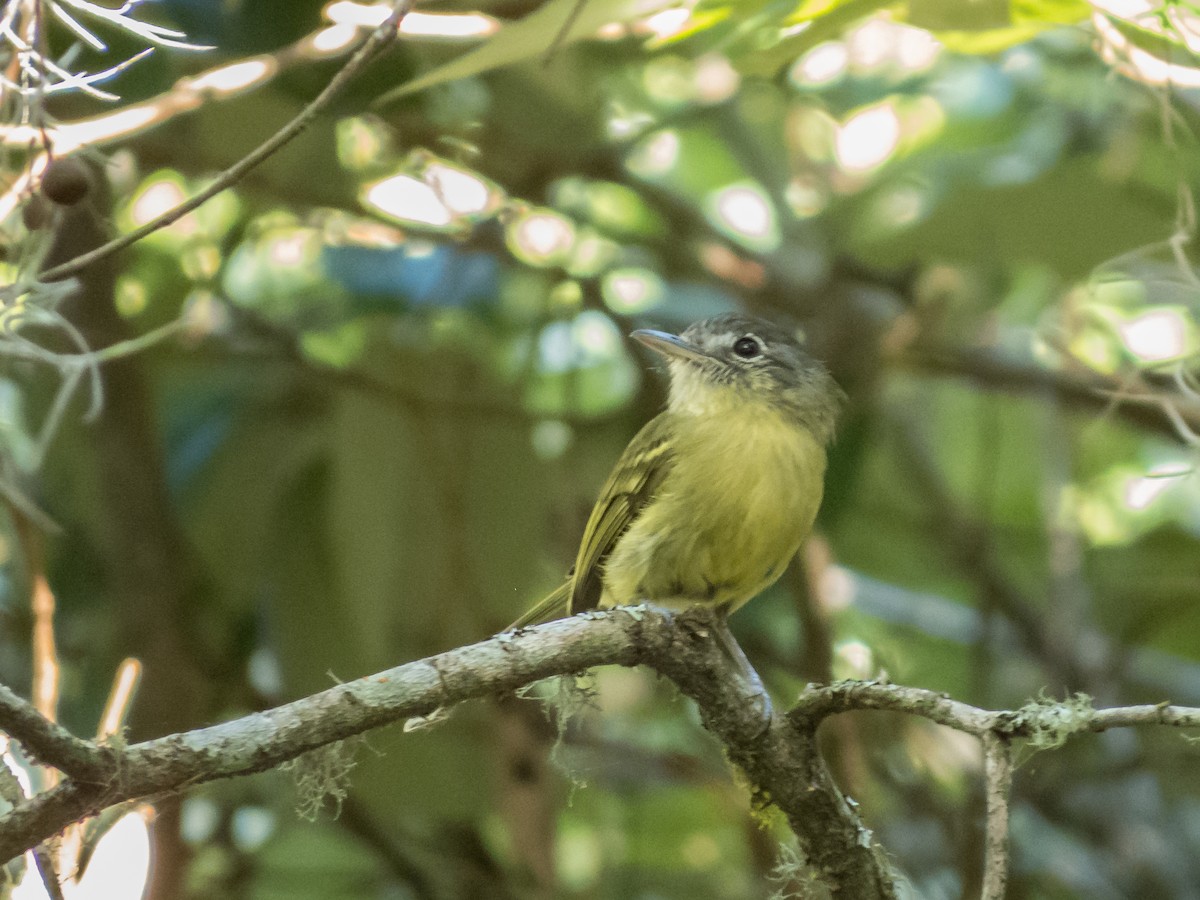 Yellow-olive Flatbill - ML299009401