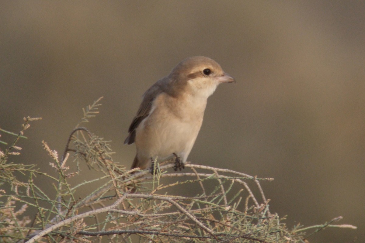 Isabelline Shrike (Daurian) - ML299009841