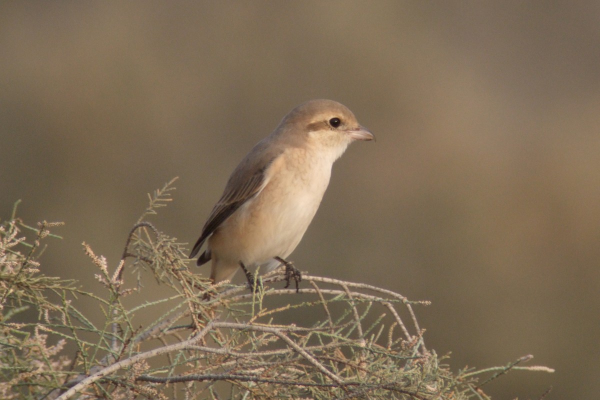 Isabelline Shrike (Daurian) - ML299009861