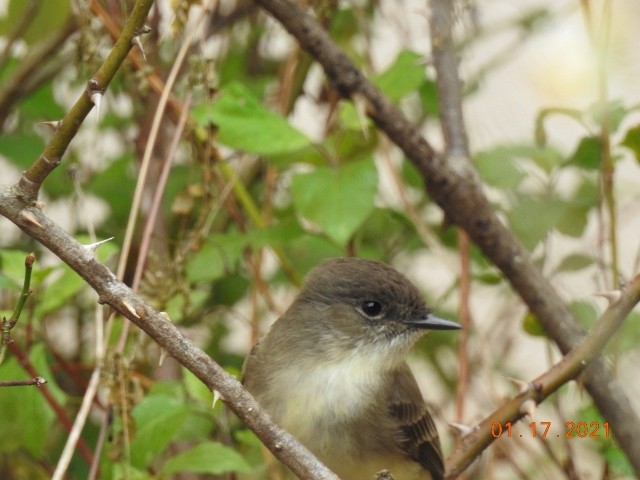 Eastern Phoebe - ML299011341