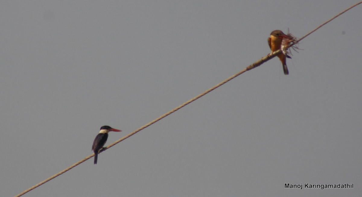 Black-capped Kingfisher - ML299012201