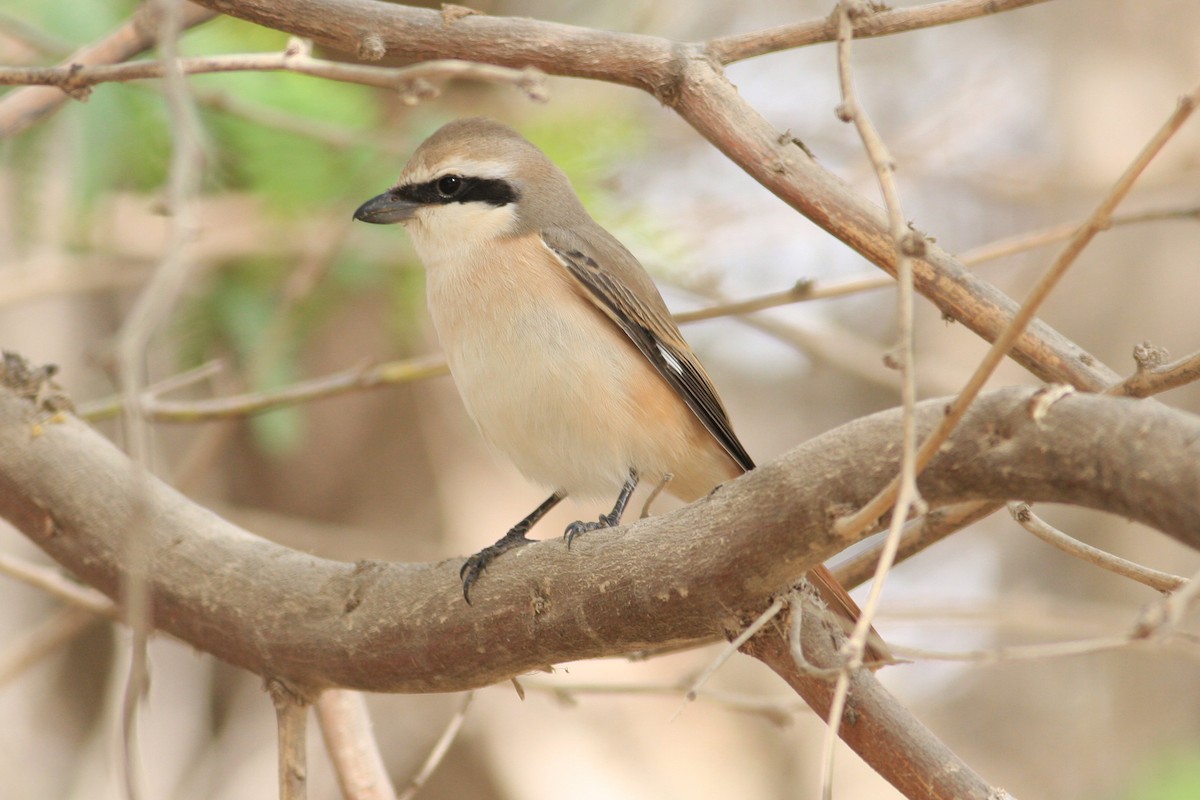 Red-tailed/Isabelline Shrike - ML299012491