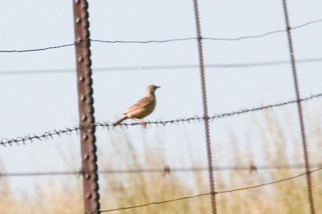 Pipit africain - ML299013771