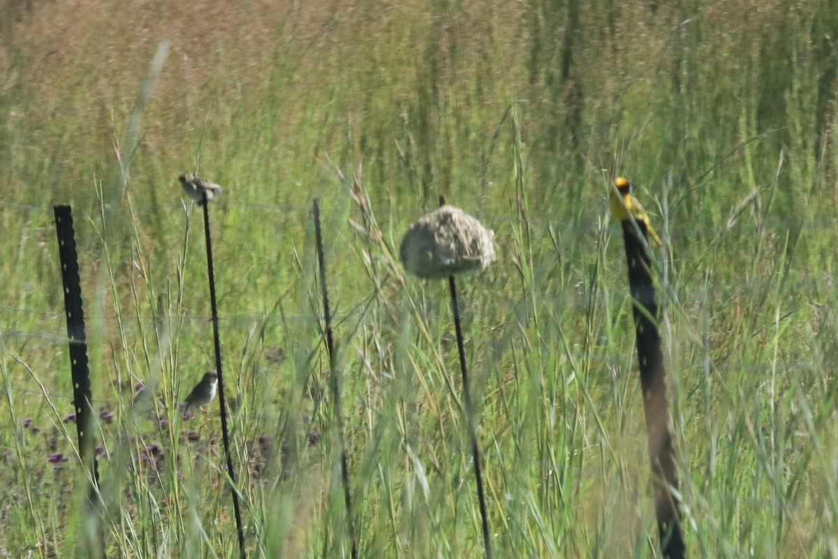 Southern Masked-Weaver - ML299013801