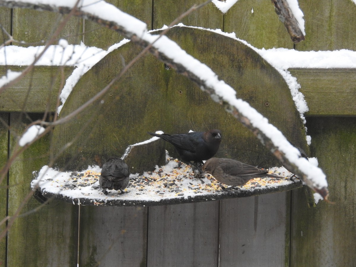 Brown-headed Cowbird - ML299013901