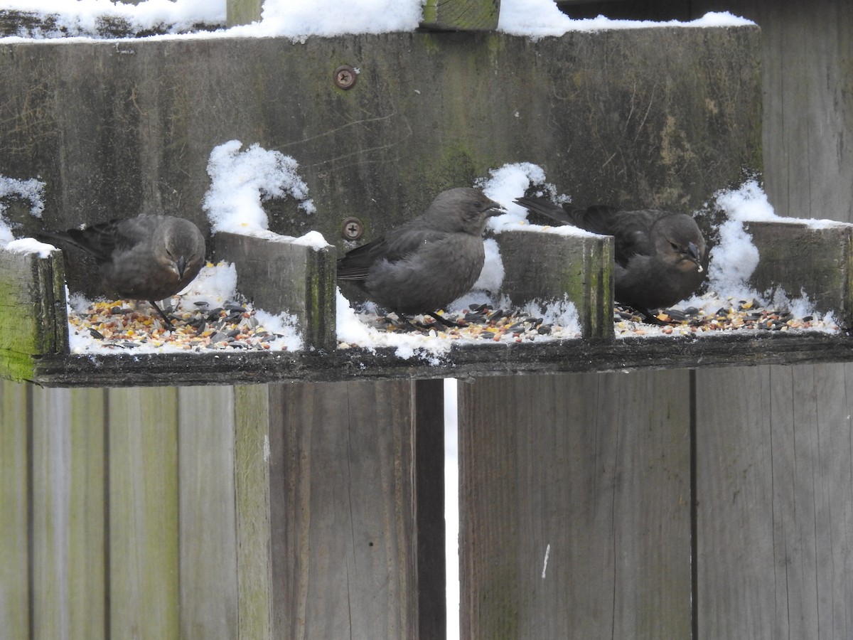 Brown-headed Cowbird - ML299013921