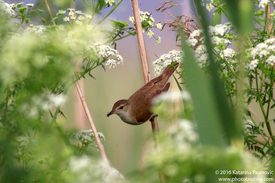 Common Reed Warbler - Katarina Paunovic