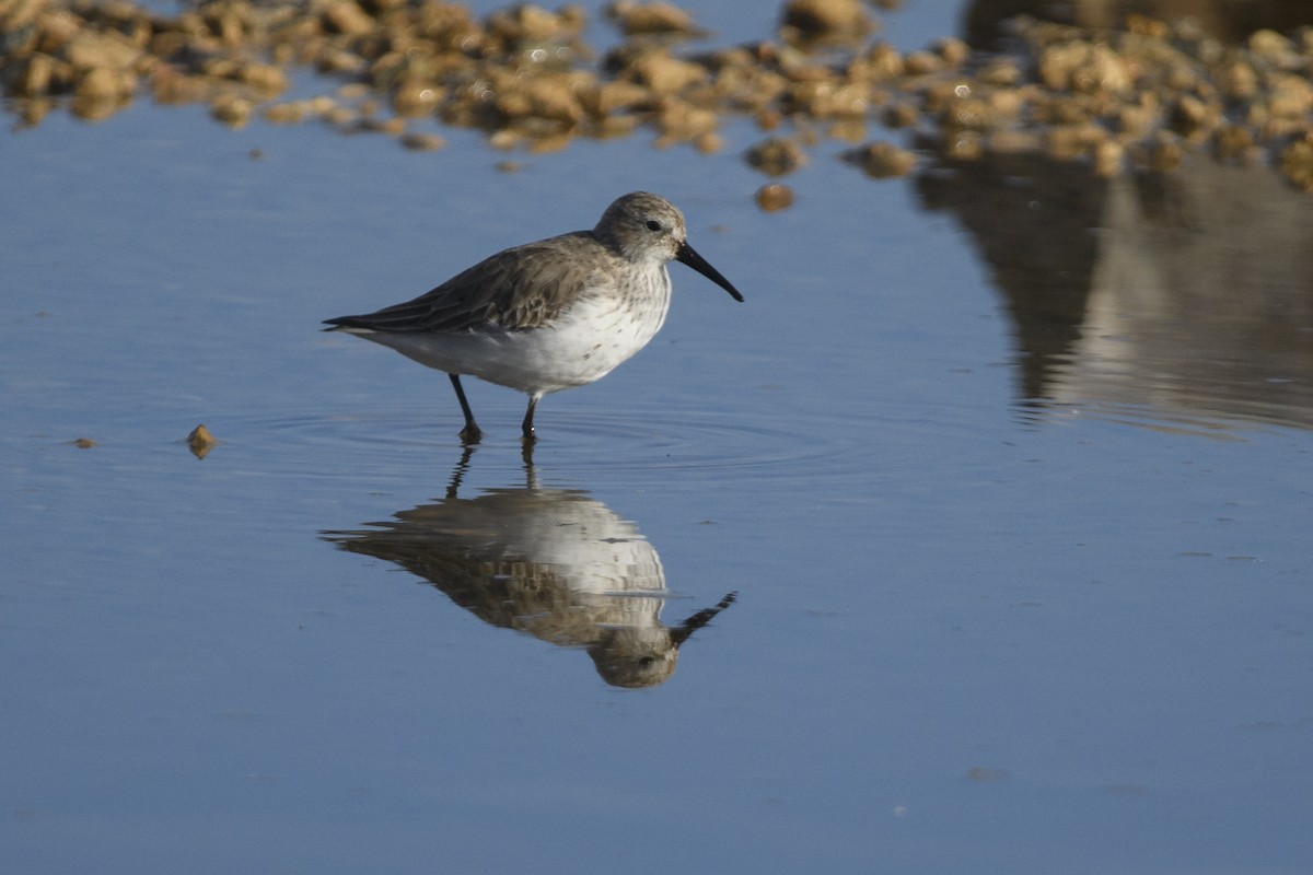 Dunlin - Miguel Vallespir Castello