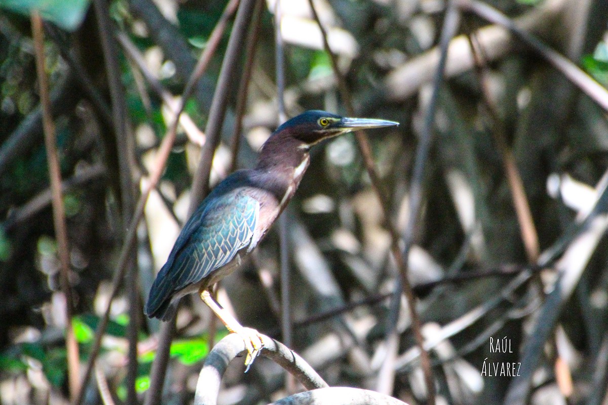 Green Heron - ML299016721