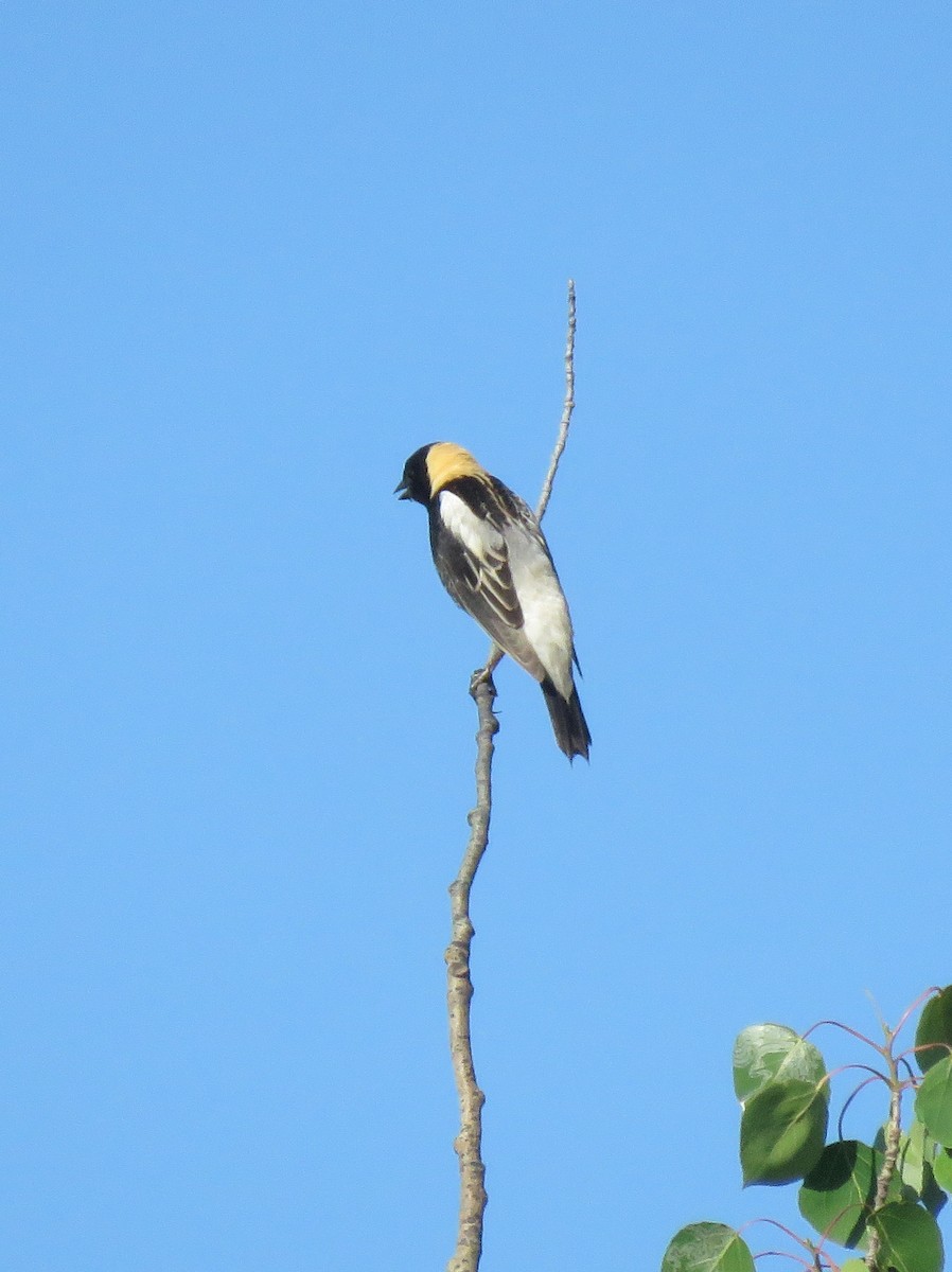 Bobolink - ML299016951