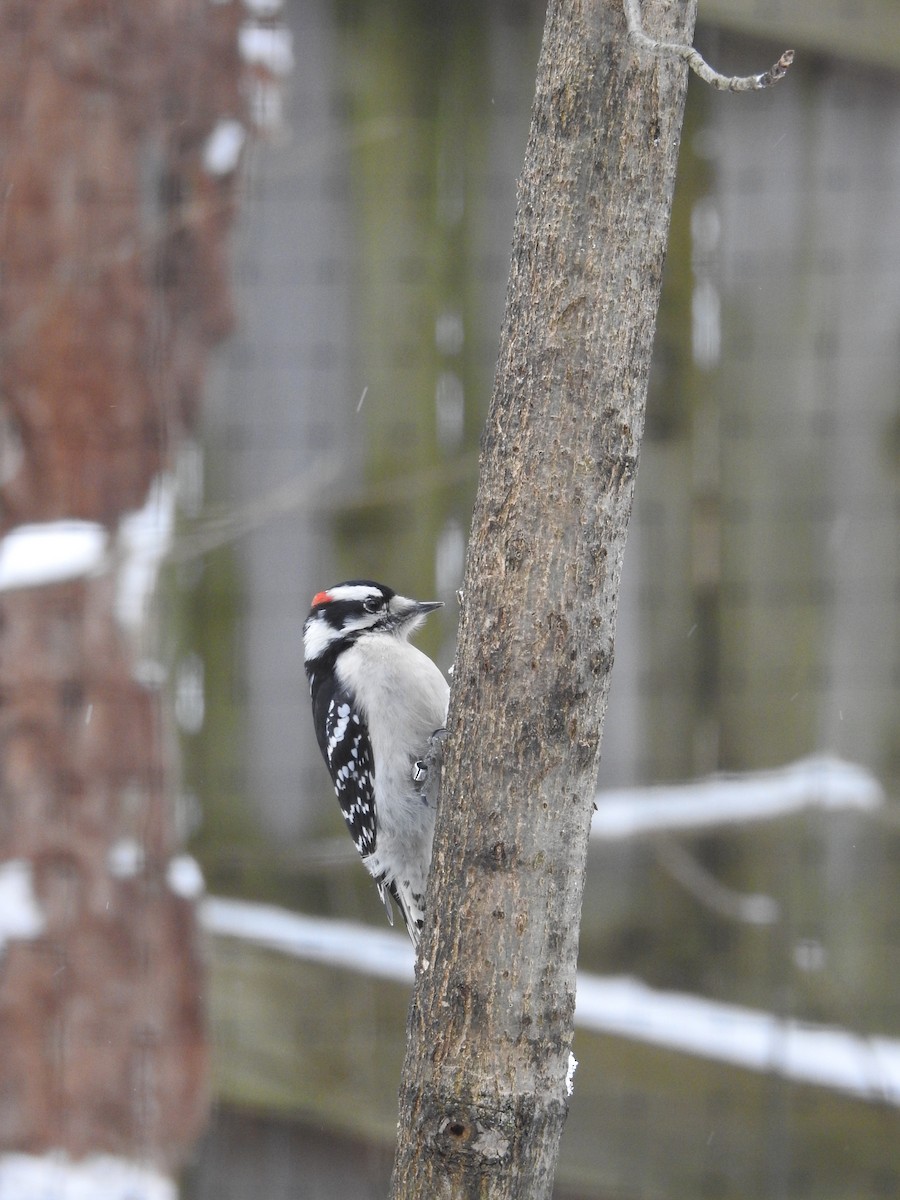 Downy Woodpecker - ML299017381