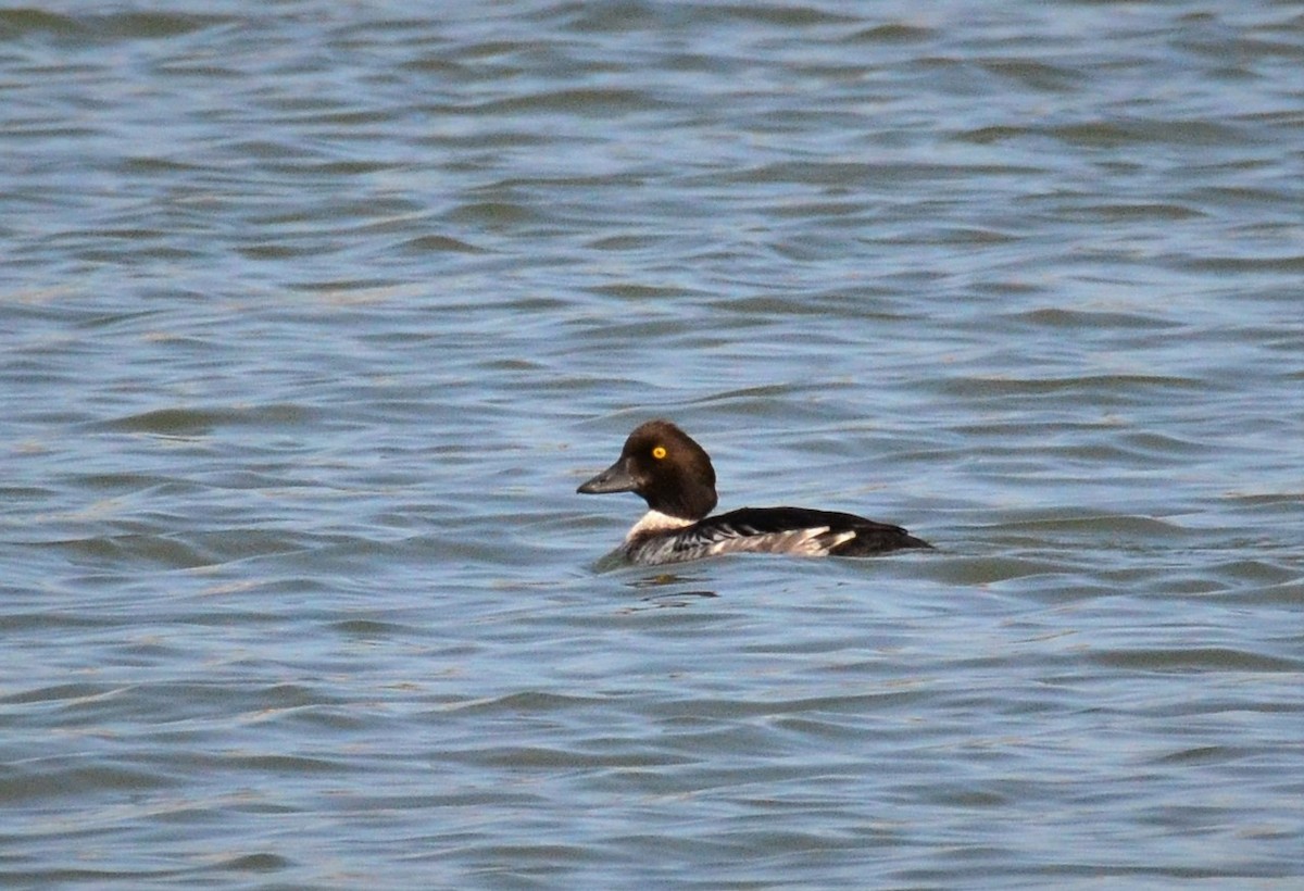 Common Goldeneye - Debra Babin