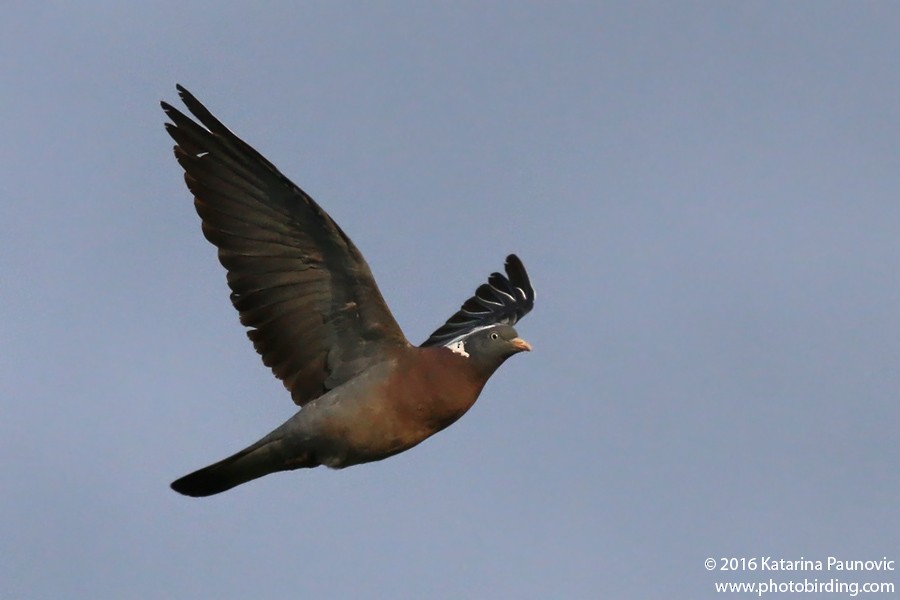 Common Wood-Pigeon - Katarina Paunovic