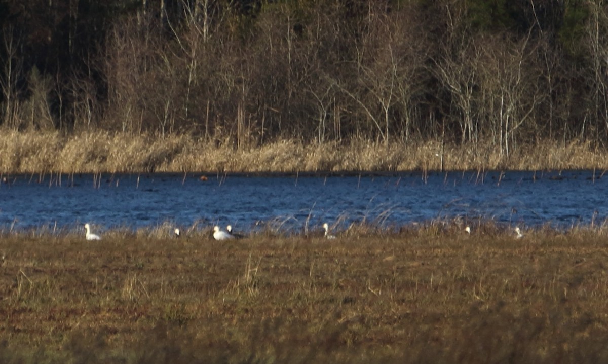 Snow Goose - Matthew Tozer