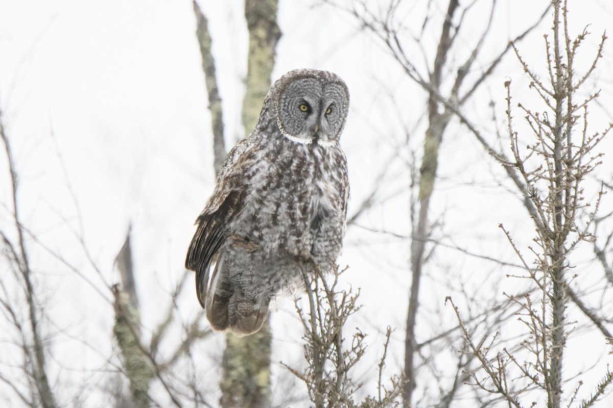 puštík vousatý - ML299023371