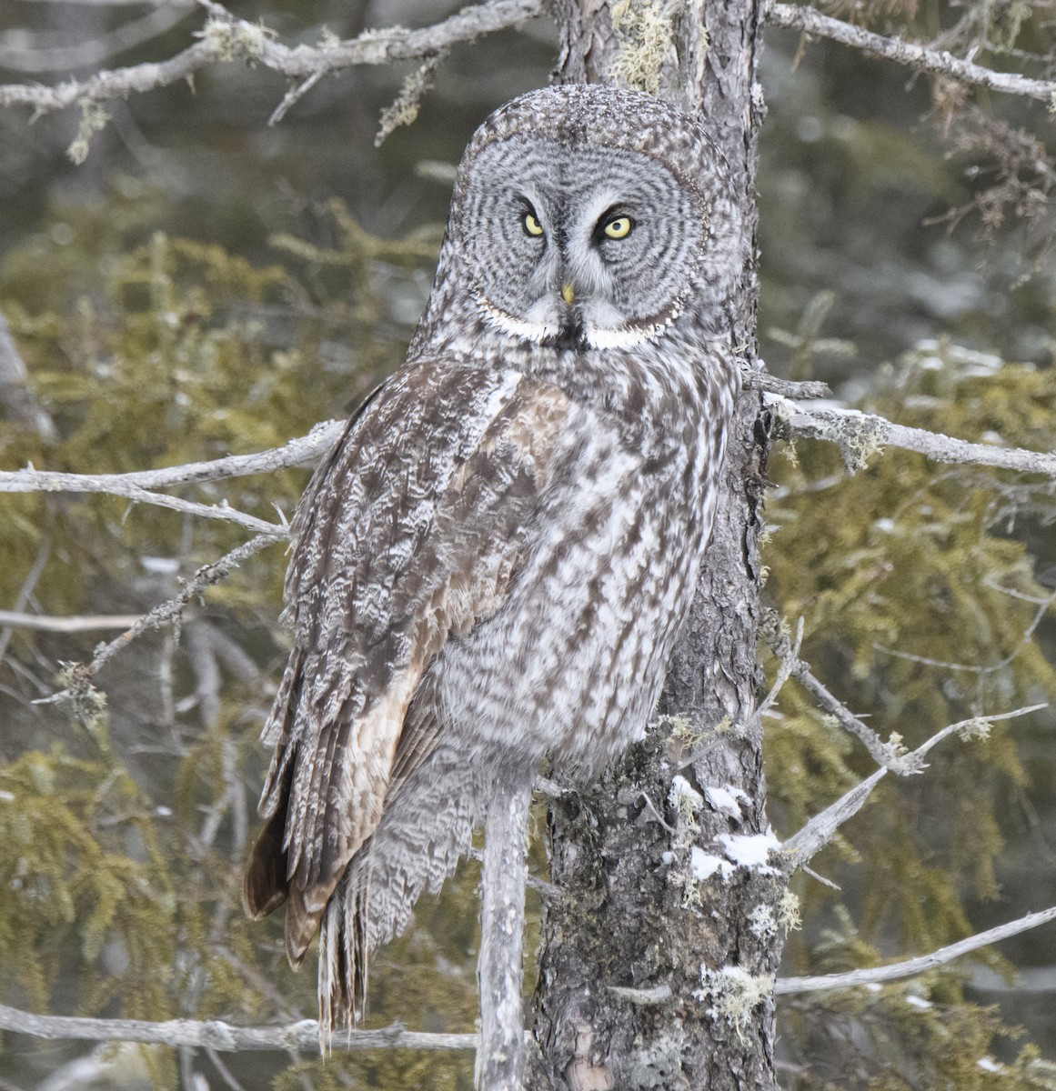 puštík vousatý - ML299024021