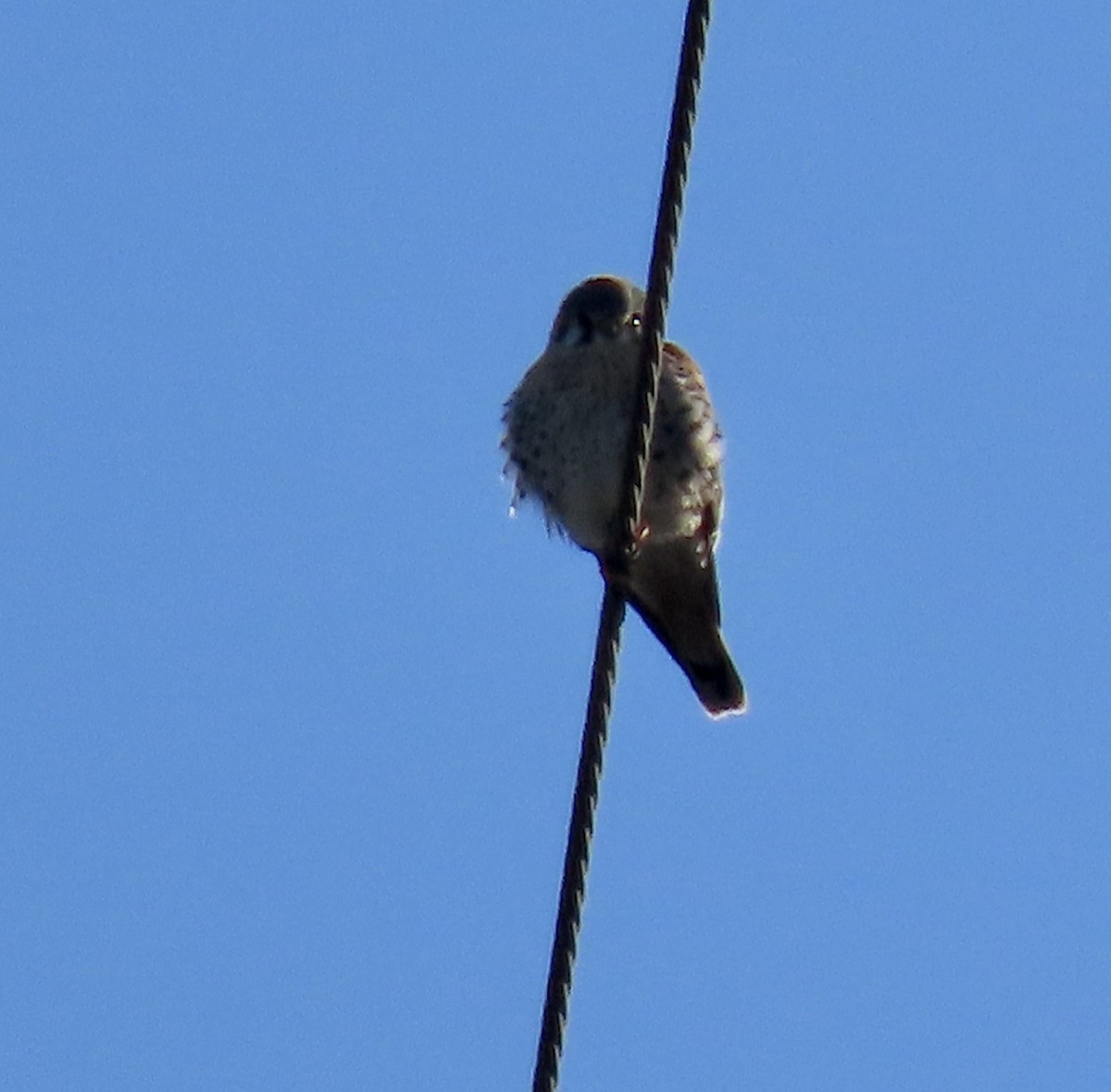 American Kestrel - ML299024191