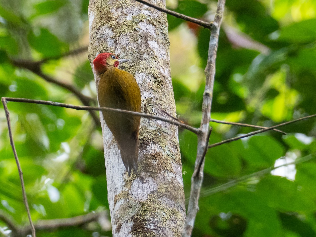 Stripe-cheeked Woodpecker - ML299024441