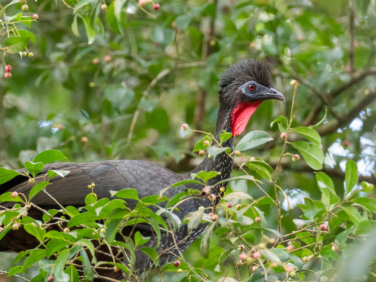 Crested Guan - ML299024451