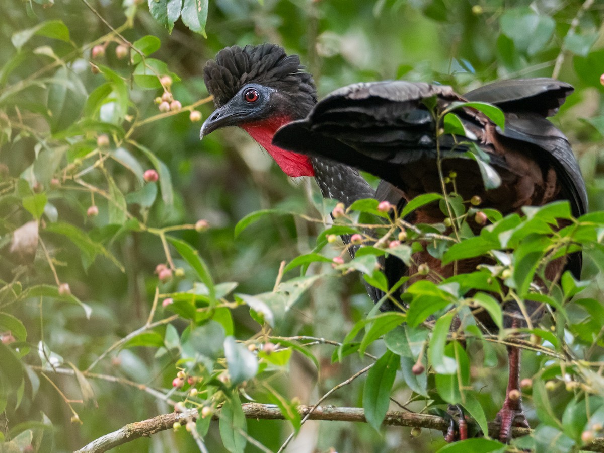 Crested Guan - ML299024491