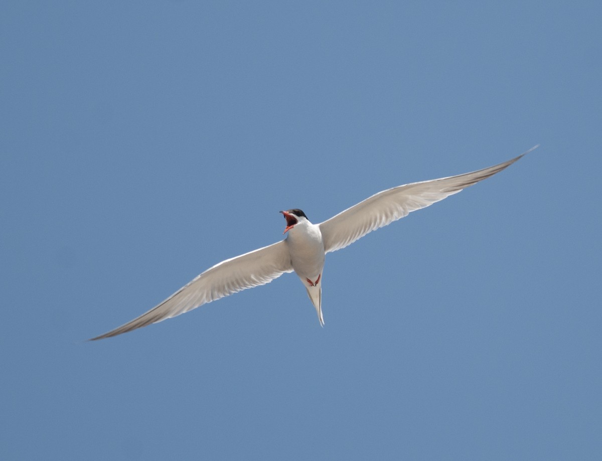 Common Tern - ML299025691