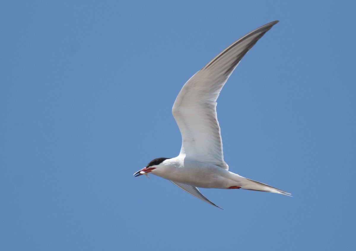 Common Tern - Joshua Vandermeulen