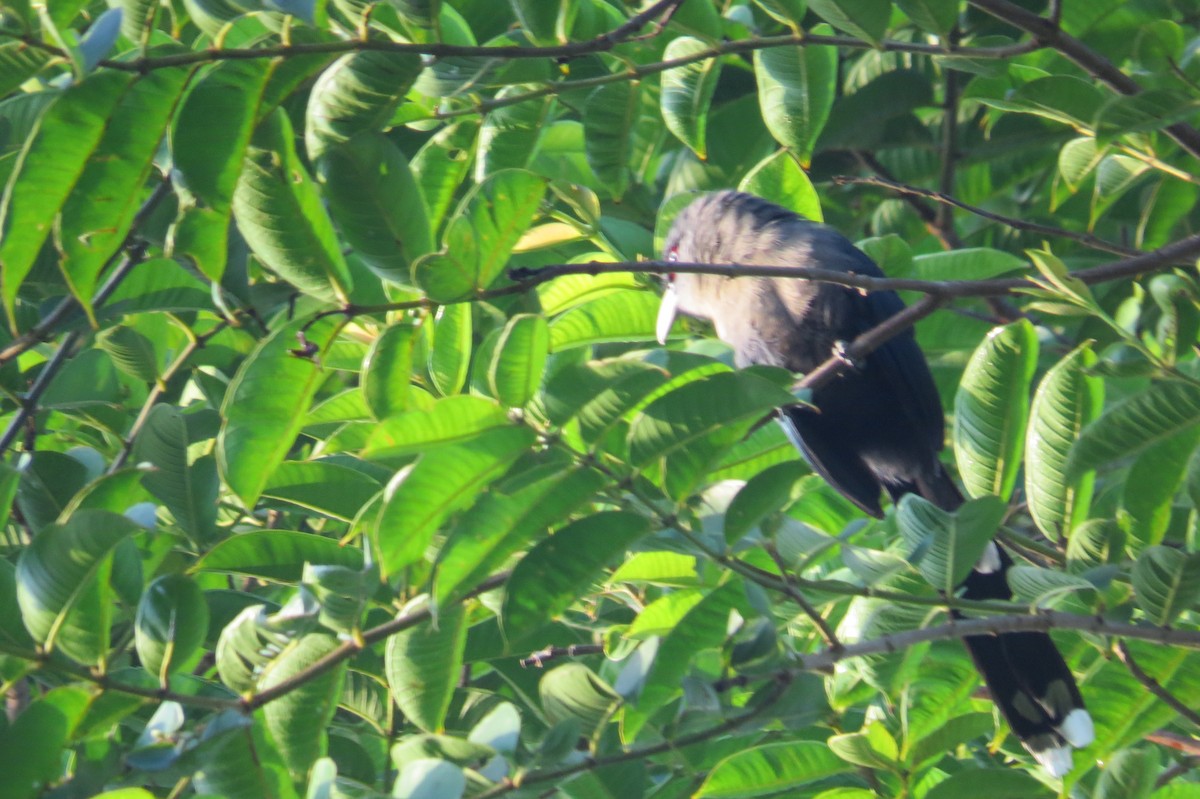 Black-bellied Malkoha - ML29902721