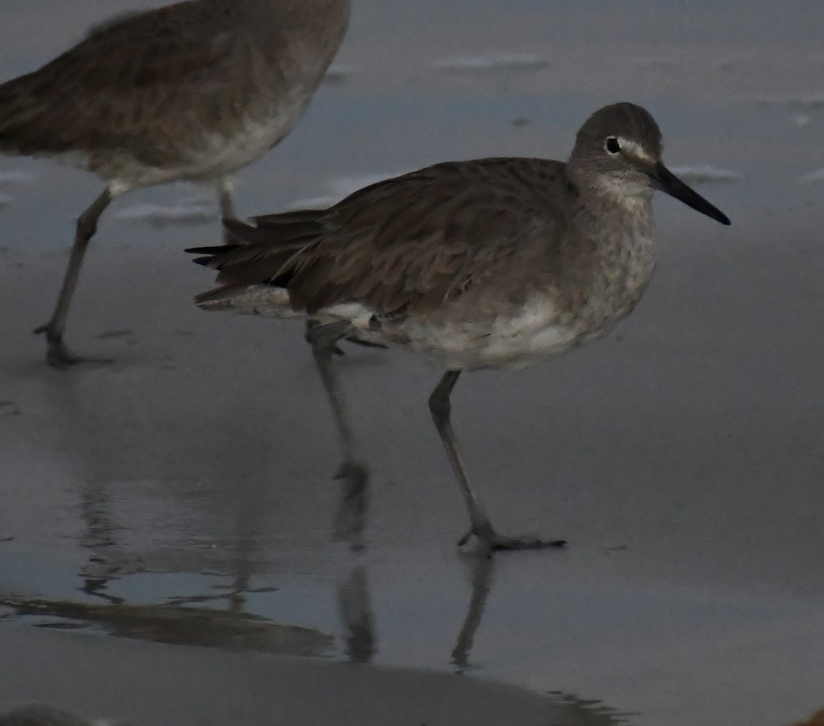 Willet - ML299029611