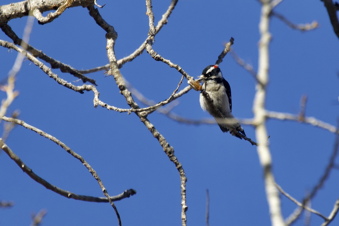 Downy Woodpecker - ML299033931