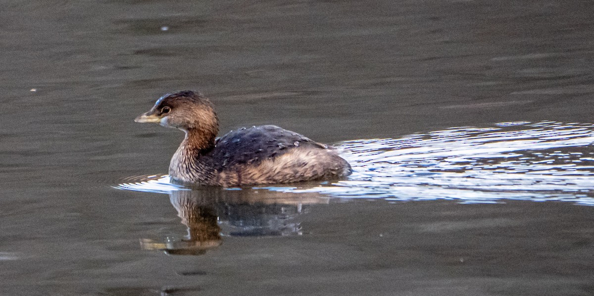 Pied-billed Grebe - ML299035981