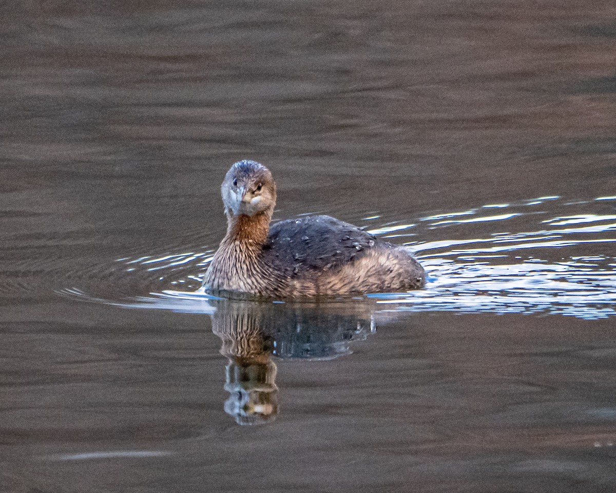 Pied-billed Grebe - ML299036011