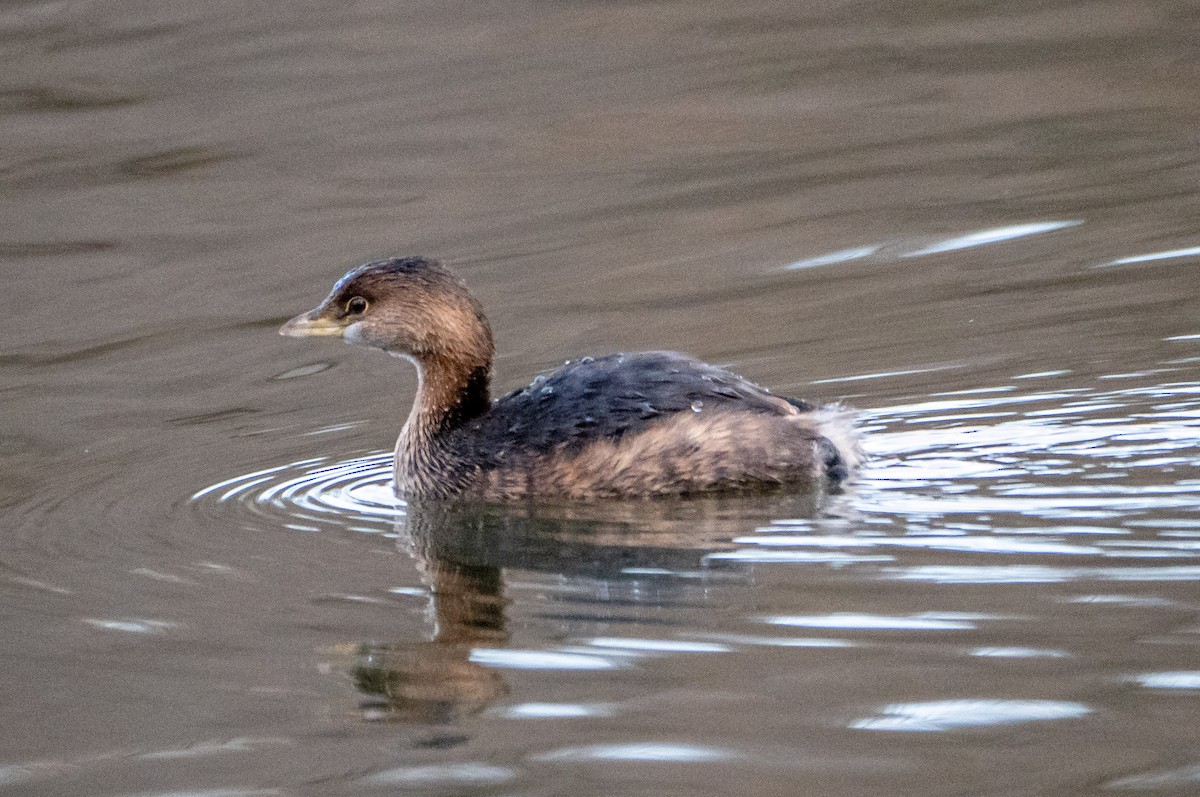 Pied-billed Grebe - ML299036021