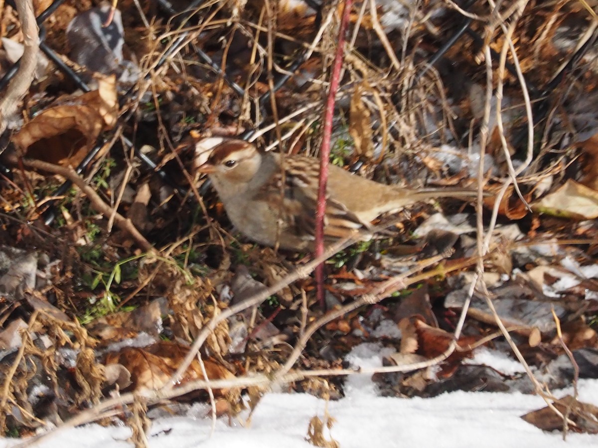 White-crowned Sparrow - ML299036511