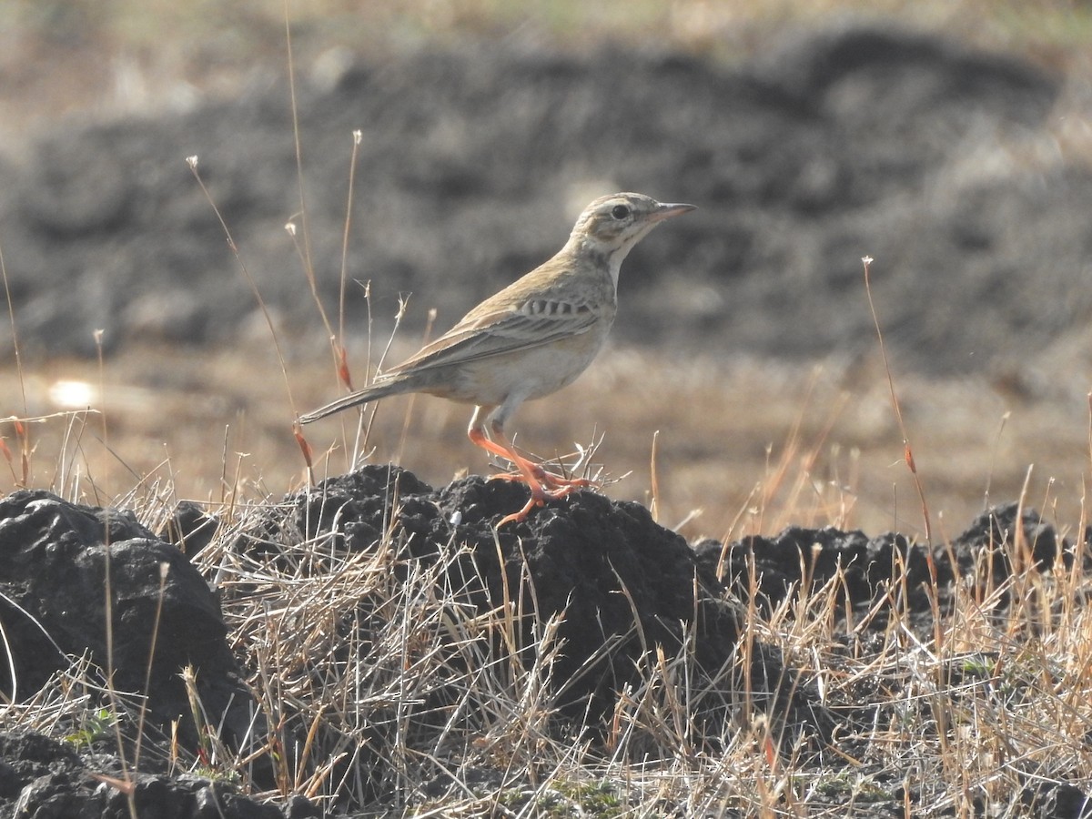 Paddyfield Pipit - ML299036721