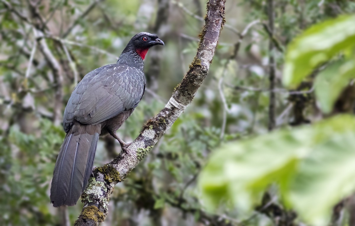 Dusky-legged Guan - Caio Brito