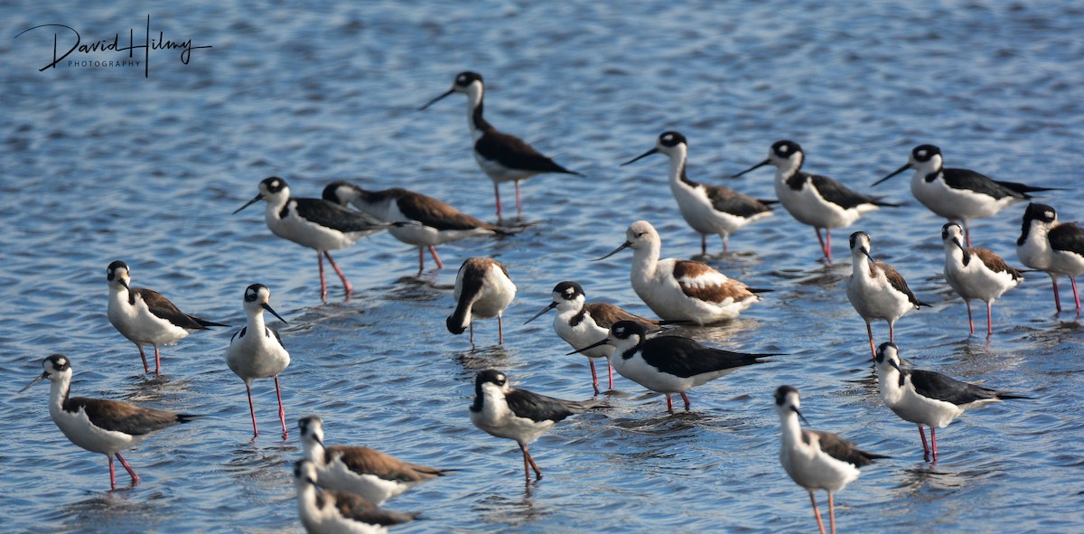 Avoceta Americana - ML299038751