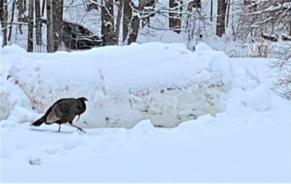 Wild Turkey - ML299039401