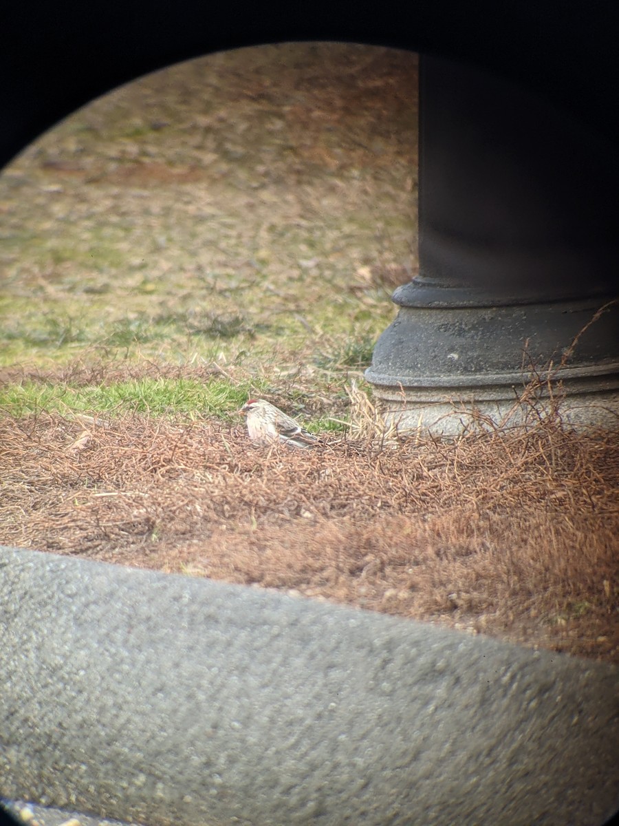 Hoary Redpoll - ML299039411