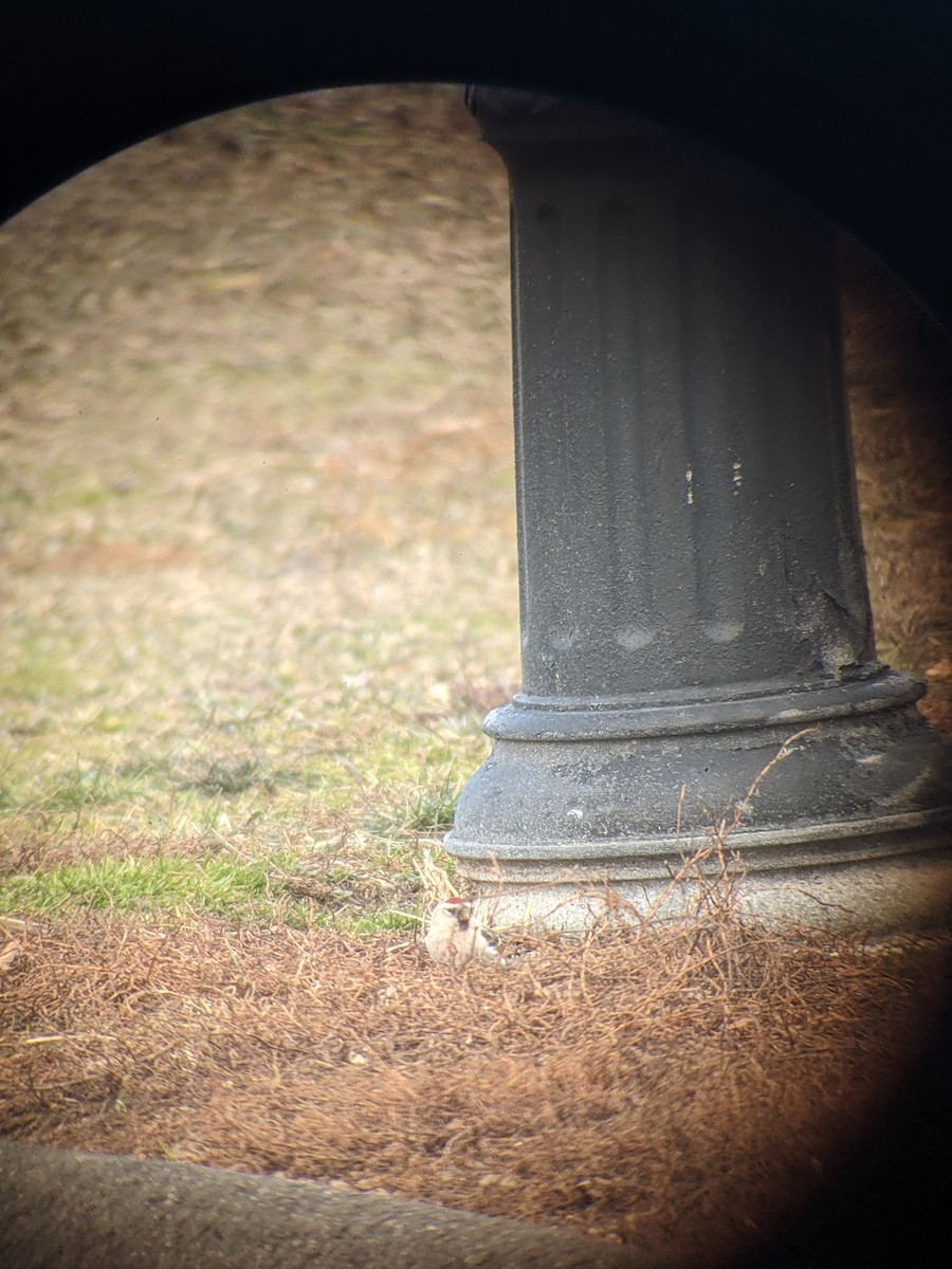 Hoary Redpoll - Spencer Kimble