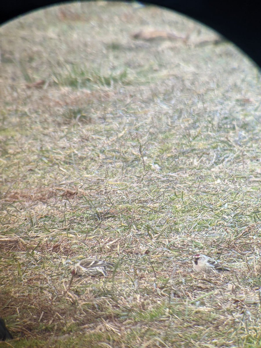 Common Redpoll (flammea) - ML299039841