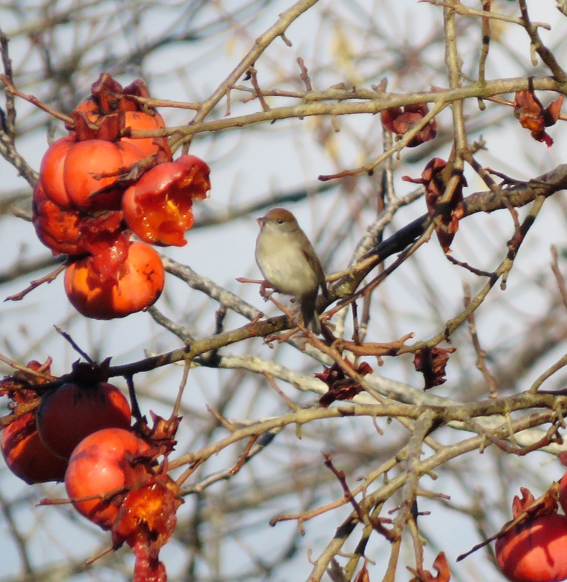 Eurasian Blackcap - ML299040301