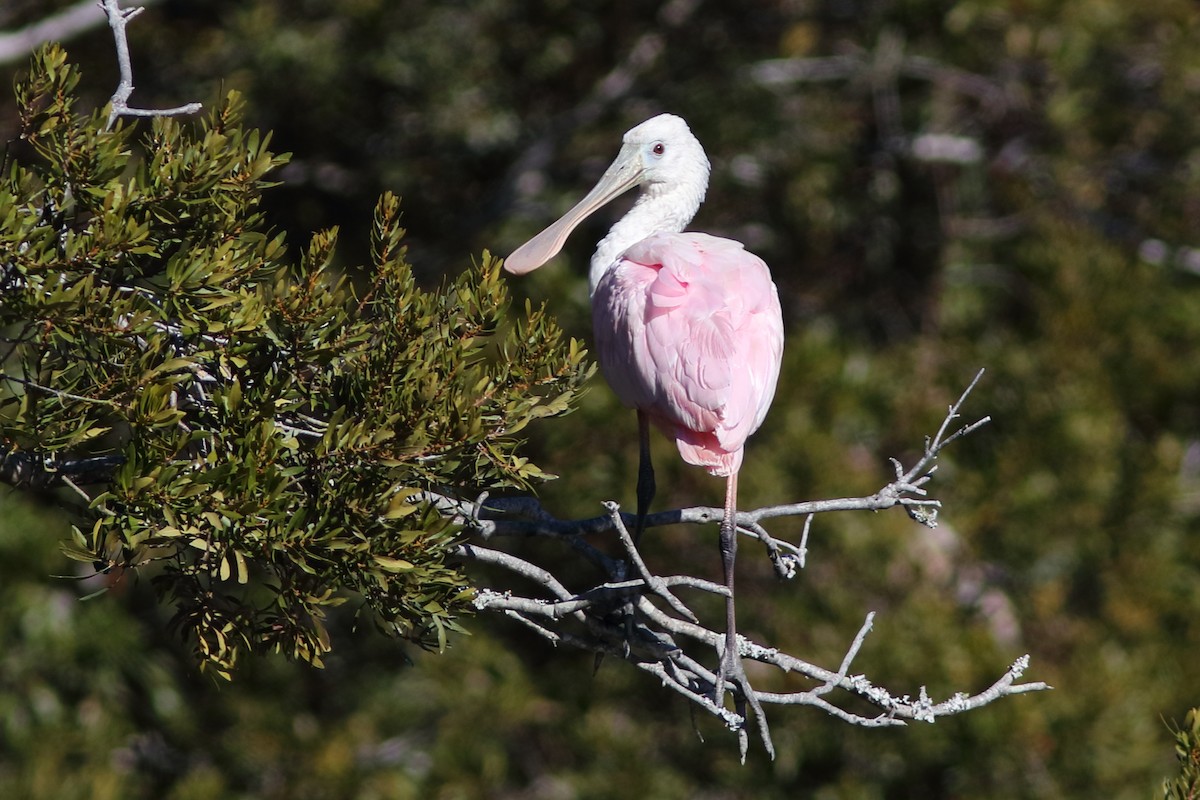 Roseate Spoonbill - Robert Mercer